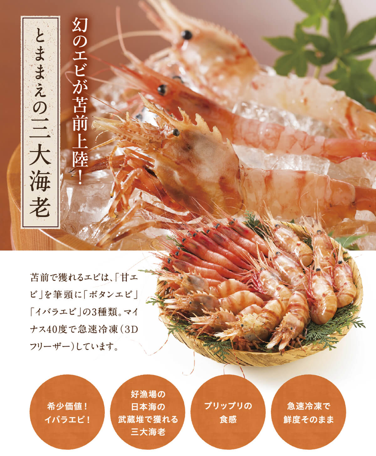とままえの三大海老 幻のエビが苫前上陸！ 苫前で獲れるエビは、「甘エビ」を筆頭に「ボタンエビ」「イバラエビ」の3種類。マイナス40度で急速冷凍しています。