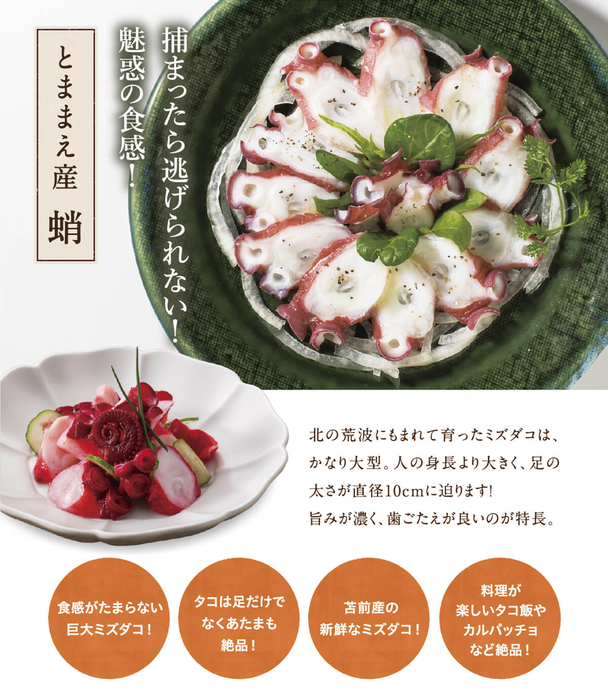 とままえ産 蛸 捕まったら逃げられない！魅惑の食感！ 北の荒波にもまれて育ったミズダコは、かなり大型。人の身長より大きく、足の太さが直径10cmに迫ります！旨みが濃く、歯ごたえが良いのが特長。