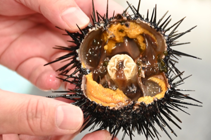 ウニの試食会