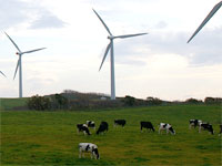 牧場の牛たちと風車の写真